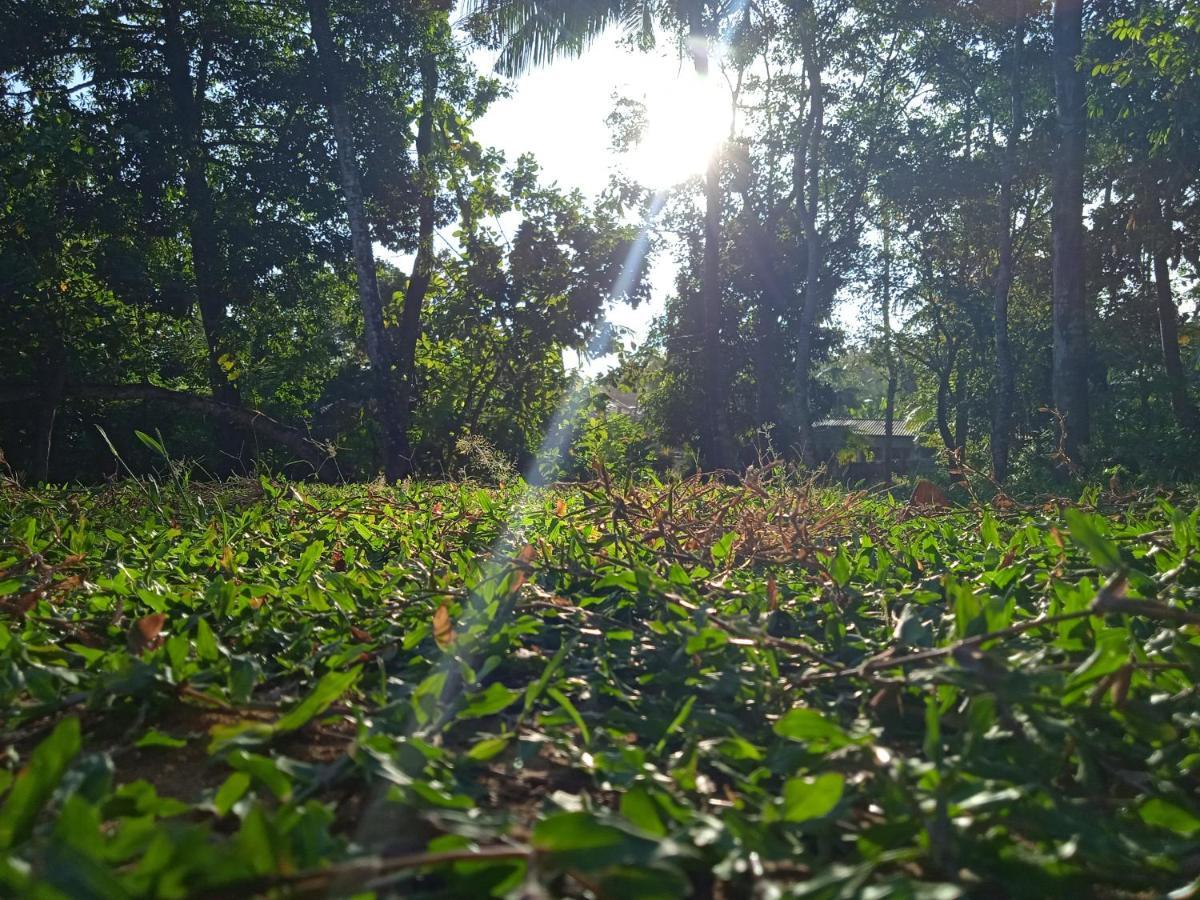 Green Garden Hiriketiya Dikwella Εξωτερικό φωτογραφία